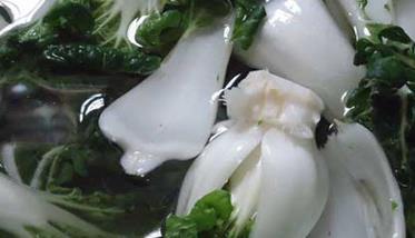 奶白菜种植