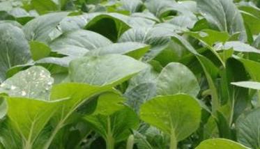 小白菜种植技术与栽培方法 小白菜种植方法和种植技术