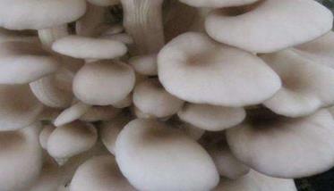 平菇怎么种植：分享平菇种植最简单方法