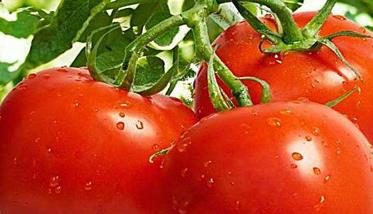 西红柿种植搭架 西红柿无支架栽培技术与步骤