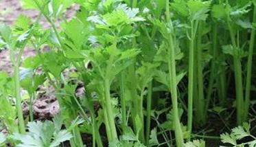 温室芹菜高产栽培技术 日光温室芹菜无公害栽培技术