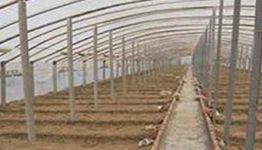 冬春大棚茄子种植高产管理技术 春季大棚茄子种植技术