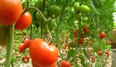 番茄成熟的季节是什么时候的 番茄成熟的季节是什么时候