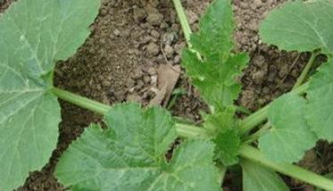 角瓜种植方法和种植时间 角瓜什么时候种植最好