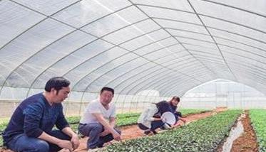 蜜本南瓜的种植最新技术 蜜本南瓜栽培技术要点与步骤