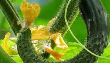 黄瓜弯瓜的形成原因及防治方法
