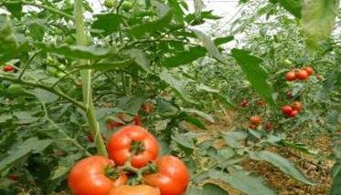 番茄后期用什么肥好 番茄中后期施肥方法
