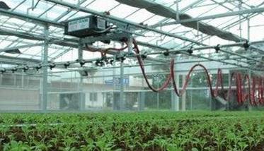 茄子温室栽培技术 温室茄子温度管理要求