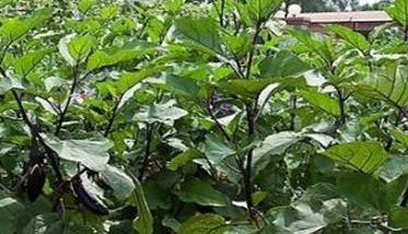 茄子再生栽培技术要点 茄子再生栽培技术要点有哪些