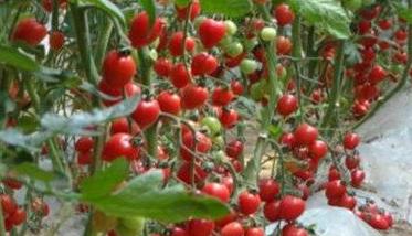 大棚促再生栽培樱桃番茄的方法 大棚促再生栽培樱桃番茄的方法和技术
