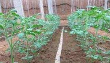 番茄定植的温度要求是多少 番茄定植的温度要求