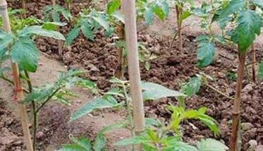 番茄定植后如何蹲苗