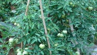番茄定植后的施肥原则