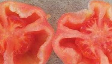 番茄空洞果的原因是什么 西红柿空洞果的主要原因