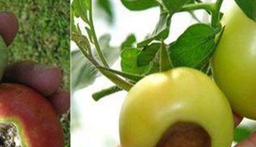 番茄筋腐果的类型 番茄筋腐果图片