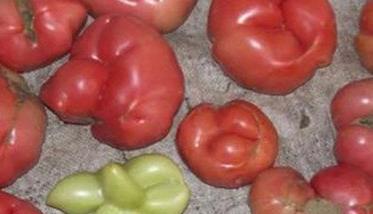 番茄出现畸形果的主要防治对策 番茄畸形果的原因是什么