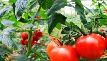 番茄种植管理技术须知的几个要点 番茄种植管理技术须知的几个要点是什么