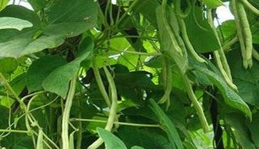 菜豆怎样施肥才能高产 怎样夺取菜豆早熟高产