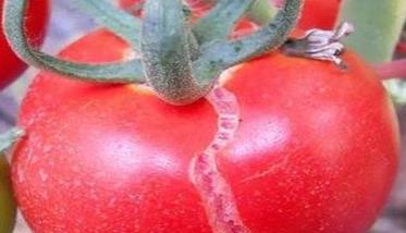 番茄裂果是什么原因造成的 西红柿防裂果最有效的药