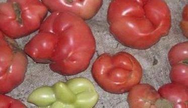 西红柿畸形果形成的原因 番茄畸形果是什么原因造成的