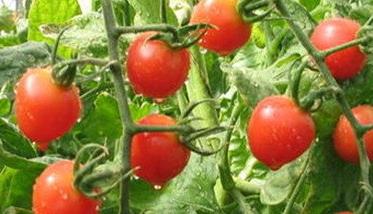 西红柿的种植方法和管理技术视频 西红柿种植注意事项