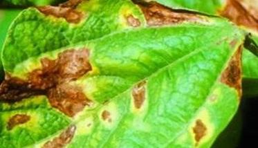 菜豆灰霉病危害症状、传播途径与防治方法