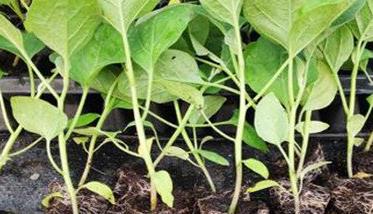 大棚茄子种植栽培管理技术 大棚茄子种植管理技术要点有哪些