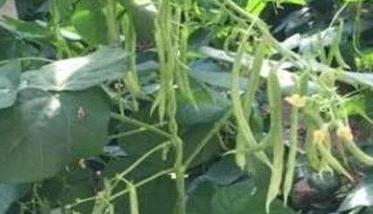秋菜豆在栽培上应掌握哪些技术要点呢 秋菜豆在栽培上应掌握哪些技术要点