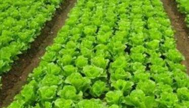 怎样种植生菜 夏天35度怎样种植生菜