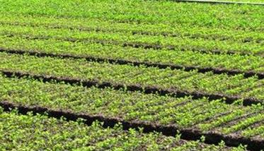 芹菜无公害栽培的关键技术有哪些 芹菜的无土栽培技术