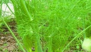 球茎茴香是几年生植物 球茎茴香的生长条件有哪些