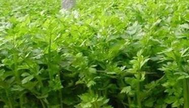 黑龙江芹菜种植时间 芹菜种植时间