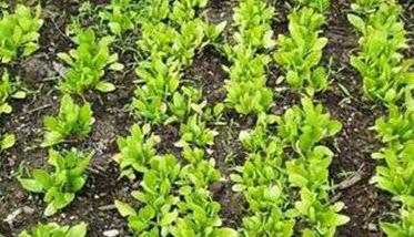 秋季菠菜的种植与管理 早秋菠菜栽培技术要点