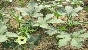 黄秋葵种植方法与步骤 黄秋葵栽培技术要点