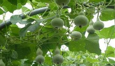 葫芦种子的种植方法以及如何管理 葫芦种子的种植方法和时间