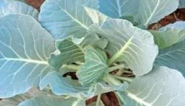 青花菜的种植方法和时间 青花菜种植技术