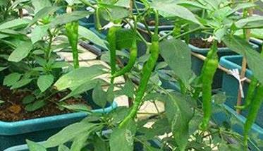 盆栽辣椒怎么种 盆栽辣椒怎么种植和管理