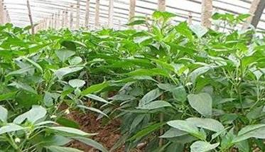 大棚青椒种植技术及其重要步骤 大棚青椒种植时间和方法