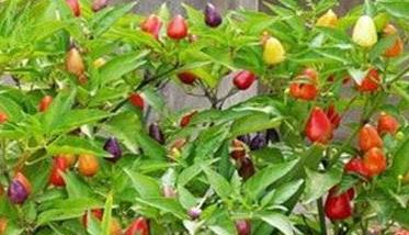 五彩椒怎么种植 五彩椒怎么种植盆栽