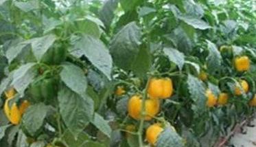甜椒冬季温室栽培的关键技术是什么（甜椒冬季温室栽培的关键技术是什么呢）