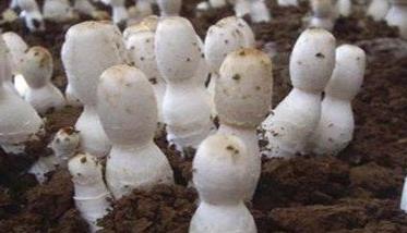 鸡腿菇种植方法视频 鸡腿菇种植方法
