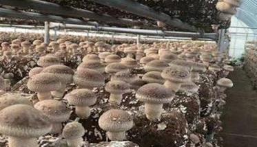 夏季香菇种植技术与管理要点介绍 香菇种植的气候要求