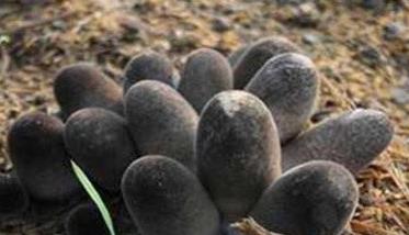 草菇如何种植 草菇如何种植技术