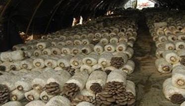 袋装平菇家庭种植技术 塑料袋栽培平菇的方法