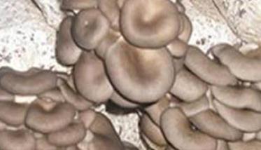 平菇细菌性褐斑病