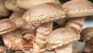 香菇生料栽培 怎样用速生高产栽培新技术种植香菇