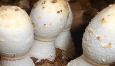 怎样利用出菇废料装袋疆土种鸡腿蘑 鸡腿菇菌包种植视频