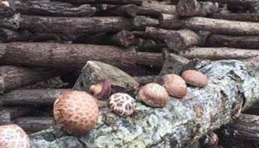 段木种香菇什么时候点菌 段木香菇用什么树好