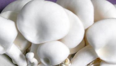 白灵菇生长最适温度是多少 白灵菇生长最适温度是多少摄氏度