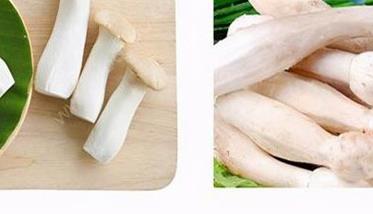 鸡腿菇和杏鲍菇的区别 鸡腿菇和杏鲍菇的区别什么样子图片